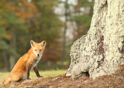 A photo of a fox in the Dorflinger wildlife sanctuary